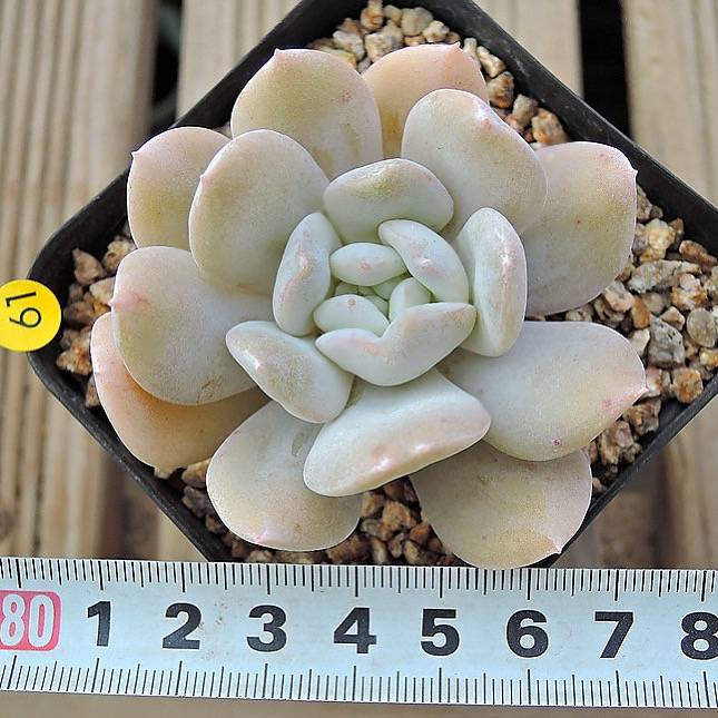 PRESALE Echeveria Exotic, (Not so Random)