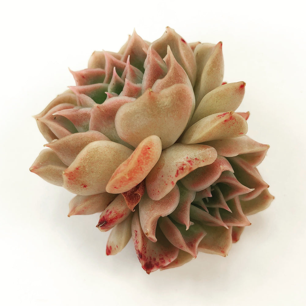 SPECIAL! JUST CART!!! Echeveria Helena, (Double)
