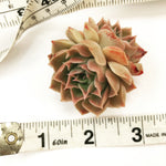 SPECIAL! JUST CART!!! Echeveria Helena, (Double)