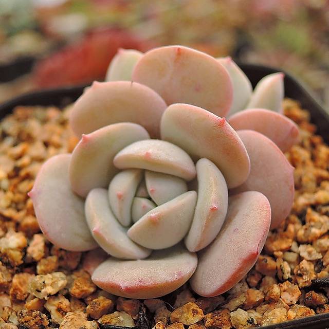 derenbergii succulent PRESALE Echeveria Derenbergii x Lauii Cross, (Not So Random) – Cedar Creek  Farmhouse