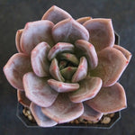 Echeveria 'Baekya', (Random)