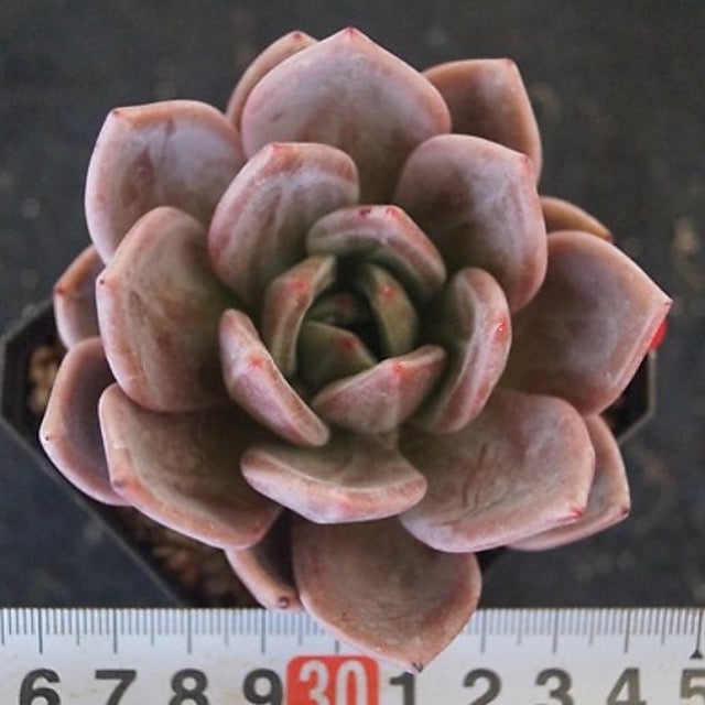 Echeveria 'Baekya', (Random)