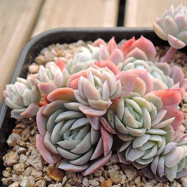 raspberry ice succulent PRESALE Echeveria Raspberry Ice Cluster, (Not So Random)