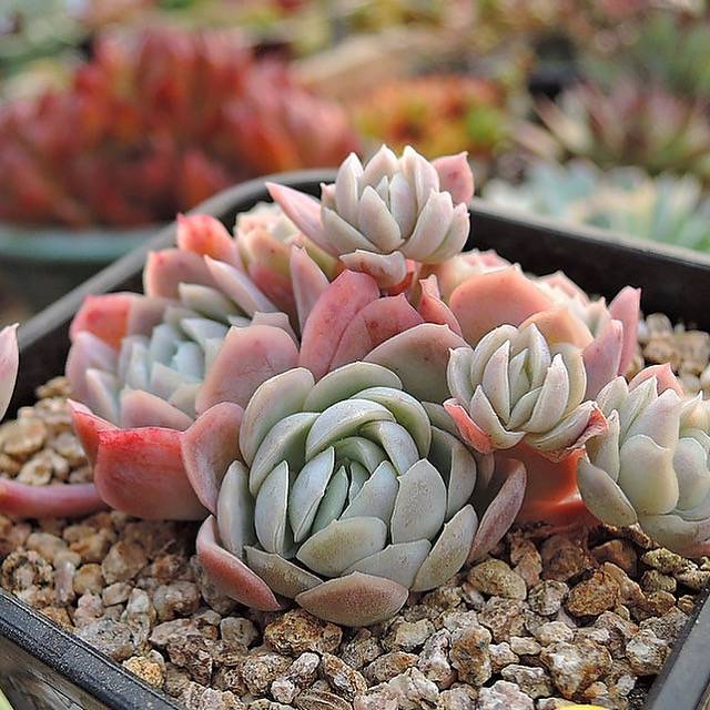 raspberry ice succulent PRESALE Echeveria Raspberry Ice Cluster, (Not So Random) – Cedar Creek  Farmhouse