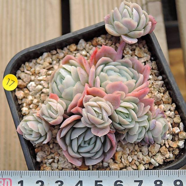 PRESALE Echeveria Raspberry Ice Cluster, (Not So Random)