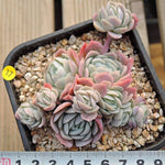 PRESALE Echeveria Raspberry Ice Cluster, (Not So Random)