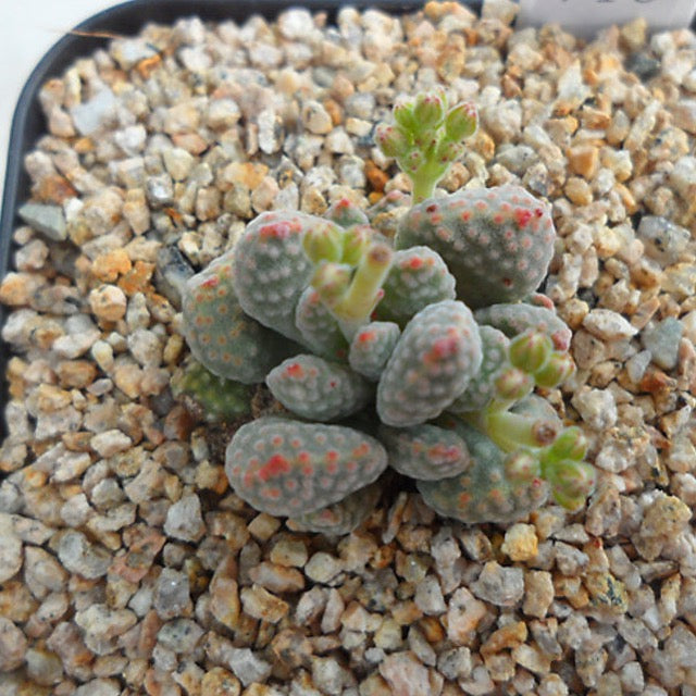 PRESALE Crassula Ausensis v Titanopsis, (Random)