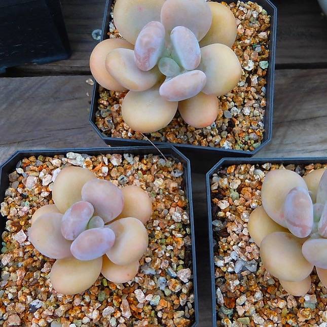 Pachyphytum Japanese Beauty, (Random)