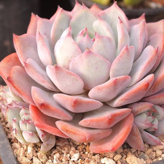 PRESALE Echeveria Prism, (Random)