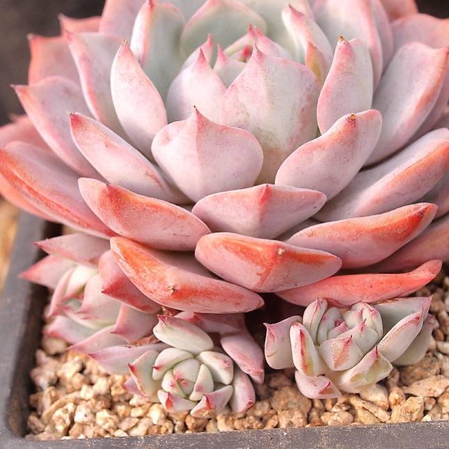 PRESALE Echeveria Prism, (Random)