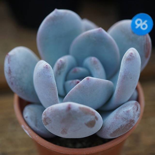 PRESALE Echeveria Ivory, (Random)