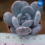 PRESALE Echeveria Ivory, (Random)