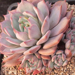 PRESALE Echeveria Prism, (Random)