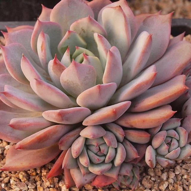 PRESALE Echeveria Prism, (Random)