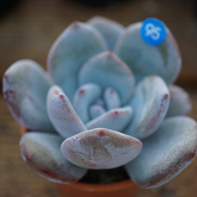 PRESALE Echeveria Ivory, (Random)