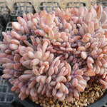 PRESALE Echeveria AKINOSHIMO Cristata, (Not So Random)