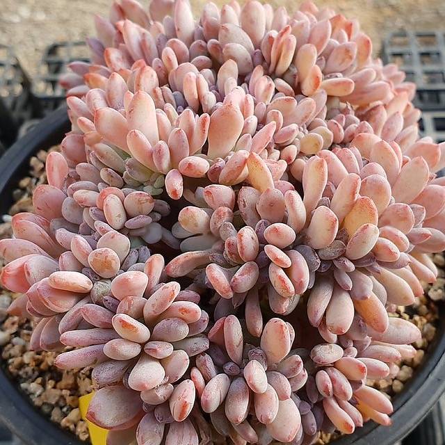 PRESALE Echeveria AKINOSHIMO Cristata, (Not So Random)