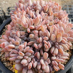 PRESALE Echeveria AKINOSHIMO Cristata, (Not So Random)