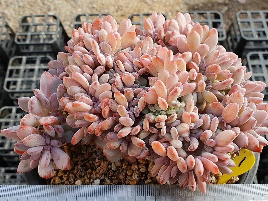 PRESALE Echeveria AKINOSHIMO Cristata, (Not So Random)