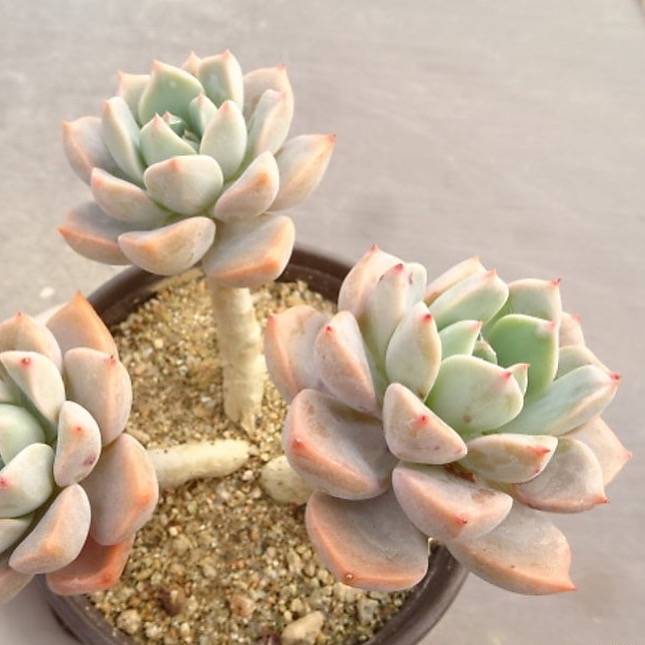 pretty in pink succulent Echeveria Pretty in Pink, (Random)