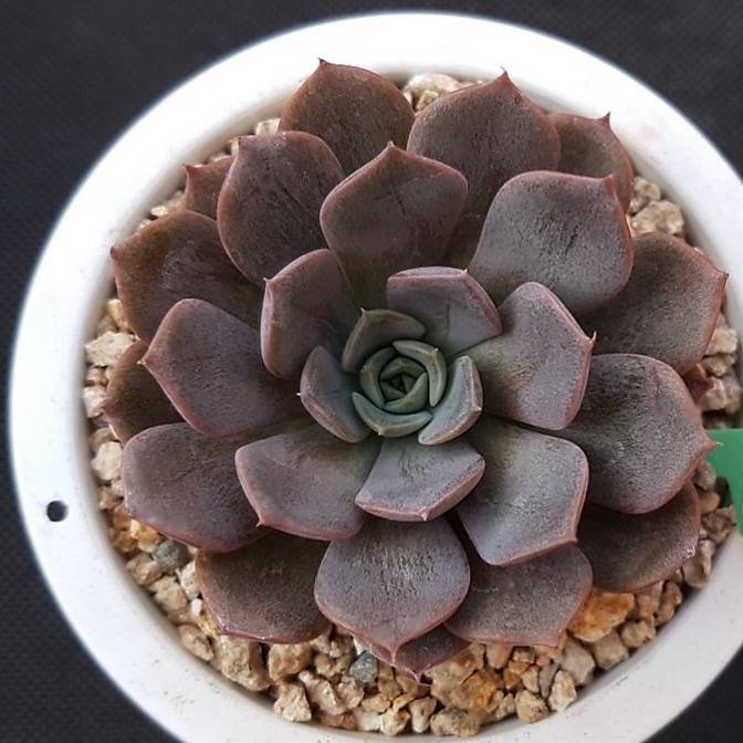 maroon succulent plants PRESALE Echeveria Maroon Hill, (Random)