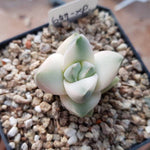 Crassula Moonglow, Variegata, (Random)