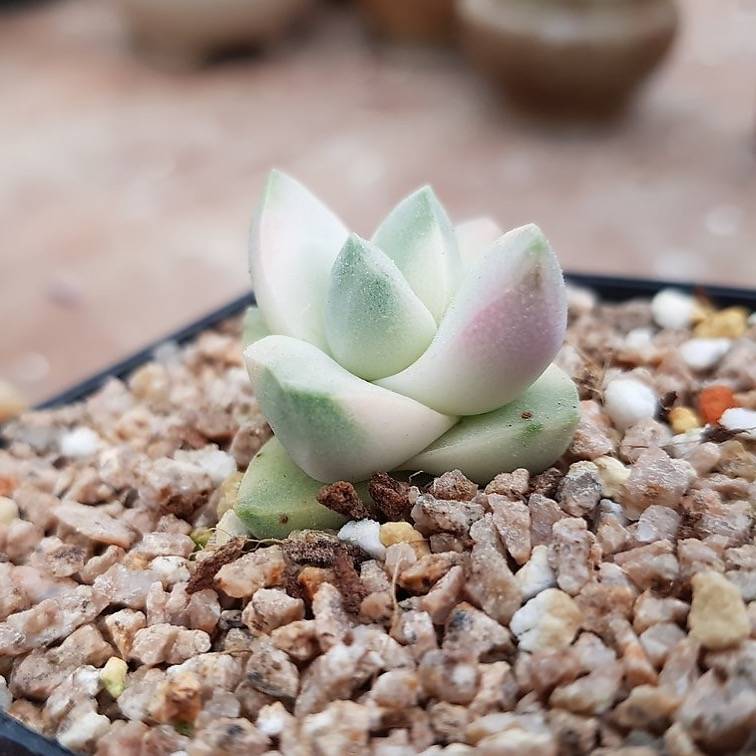 Crassula Moonglow, Variegata, (Random)