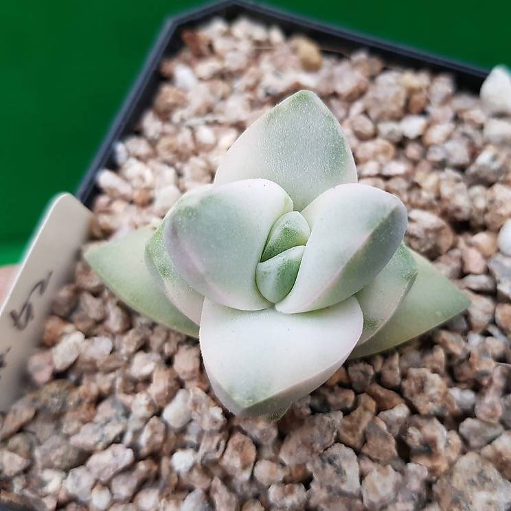 Crassula Moonglow, Variegata, (Random)