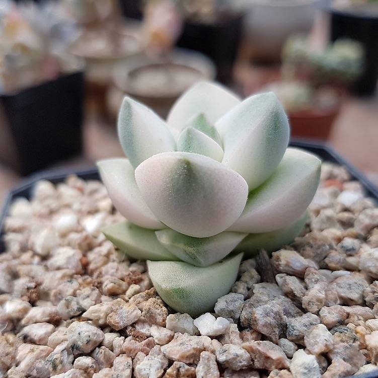 Crassula Moonglow, Variegata, (Random)