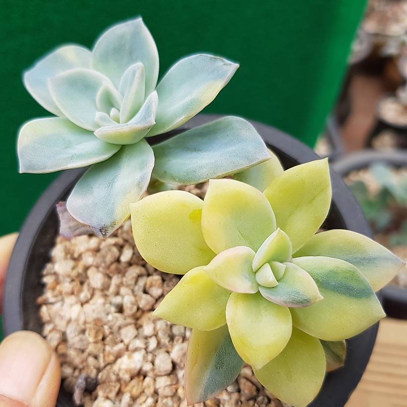 harry and david succulent plants PRESALE Echeveria Harry Watson, Variegata (Not so Random) – Cedar Creek  Farmhouse