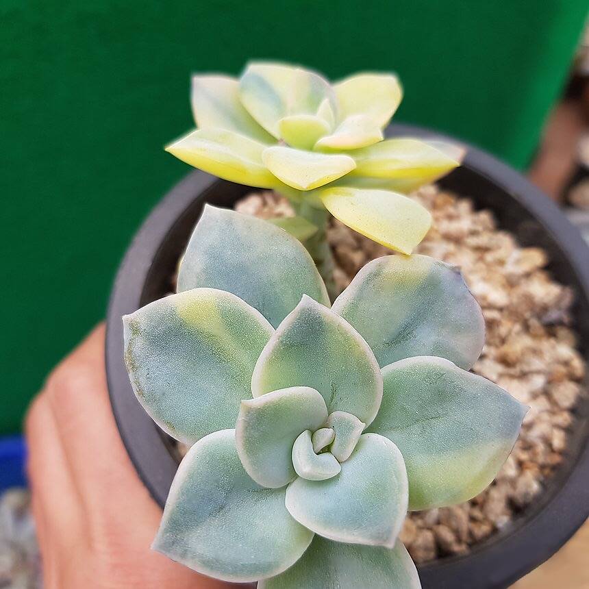 harry watson succulent PRESALE Echeveria Harry Watson, Variegata (Not so Random)