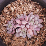 PRESALE Echeveria Amoena, (Random)