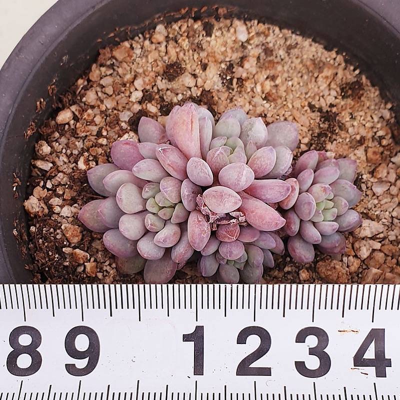 PRESALE Echeveria Amoena, (Random)