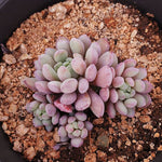 PRESALE Echeveria Amoena, (Random)