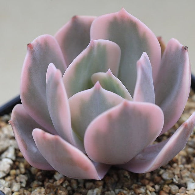 Echeveria Secunda, Variegata, (Random)