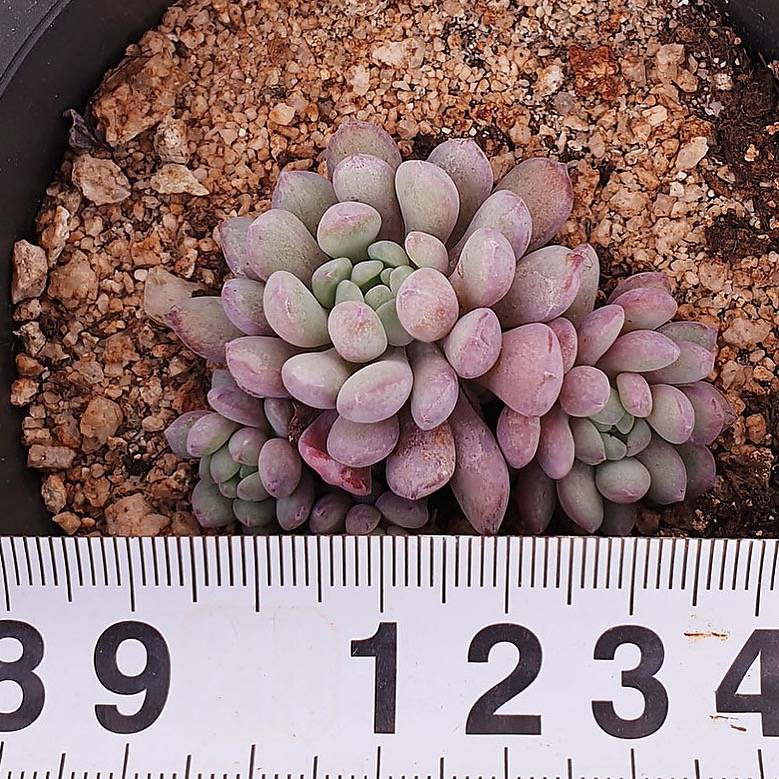 PRESALE Echeveria Amoena, (Random)