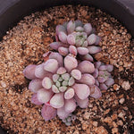 PRESALE Echeveria Amoena, (Random)