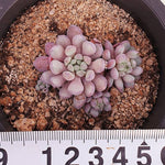 PRESALE Echeveria Amoena, (Random)