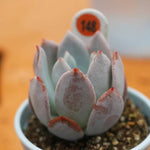 PRESALE Echeveria Silver Ring, (Random)