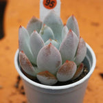 PRESALE Echeveria Silver Ring, (Random)