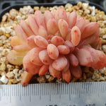 PRESALE Echeveria Ariel Cristata, (Random)