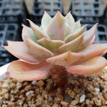 SPECIAL! JUST CART!!! Echeveria Fun Queen