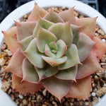 SPECIAL! JUST CART!!! Echeveria Fun Queen