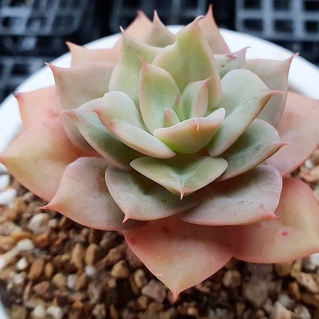 SPECIAL! JUST CART!!! Echeveria Fun Queen