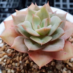 SPECIAL! JUST CART!!! Echeveria Fun Queen