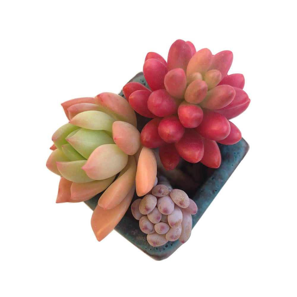 Mini Set- Pot + Plants + Soil