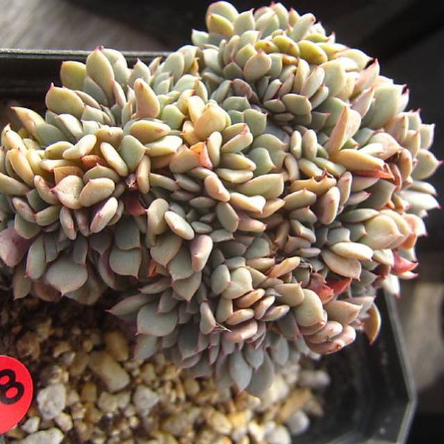 PRESALE Echeveria Tuxpan Cristata, (Random)