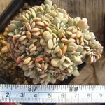 PRESALE Echeveria Tuxpan Cristata, (Random)