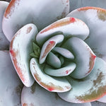 Echeveria Lauii (Very Large with Bloom)