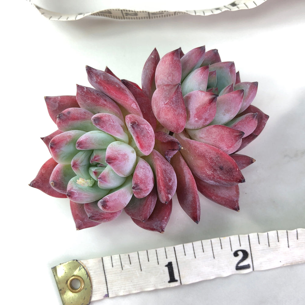 Echeveria Ratam